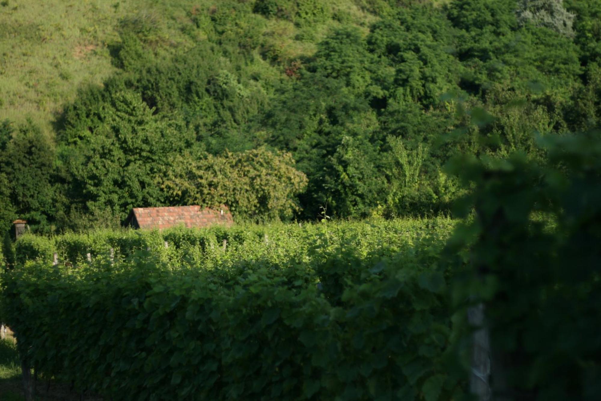 Paulay Borház és Vendégház Tokaj Kültér fotó