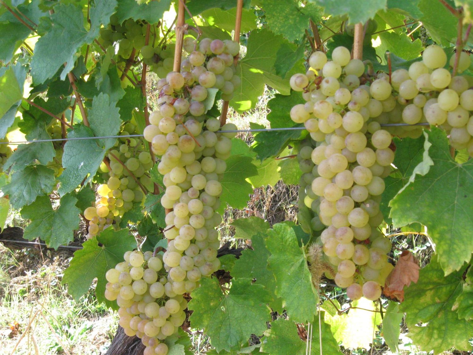 Paulay Borház és Vendégház Tokaj Kültér fotó